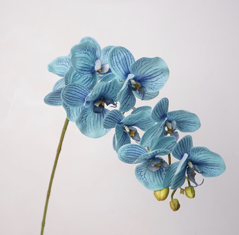Phalaenopsis 난초