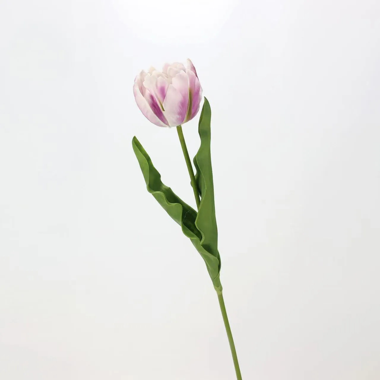 로코 코 튤립