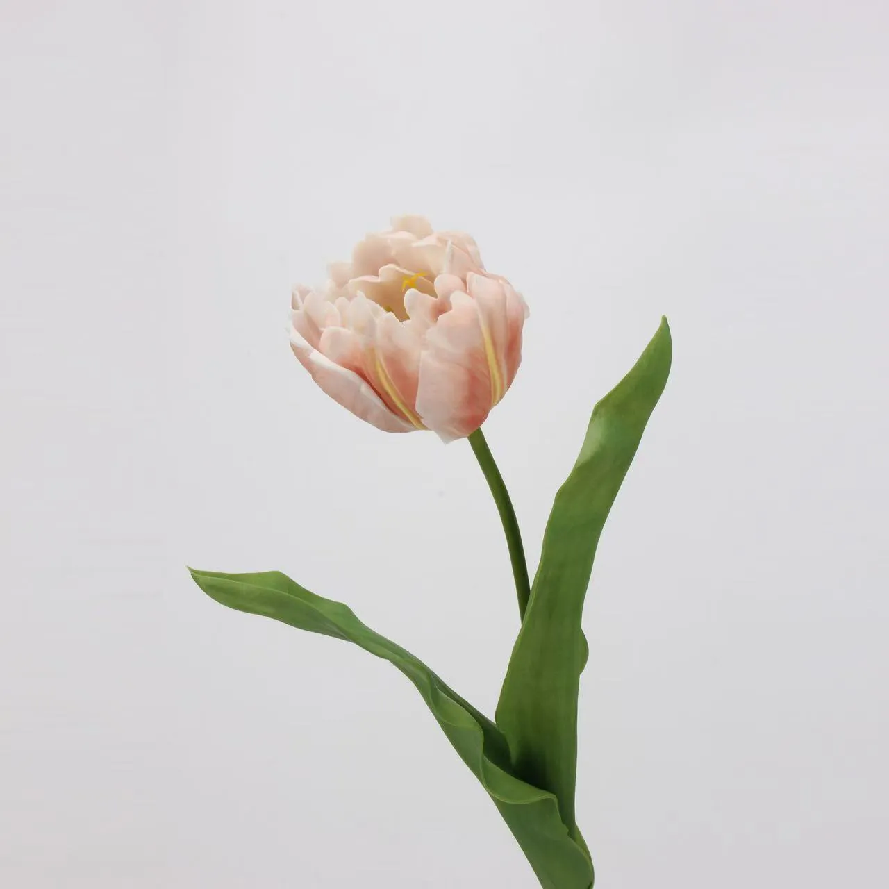 로코 코 튤립