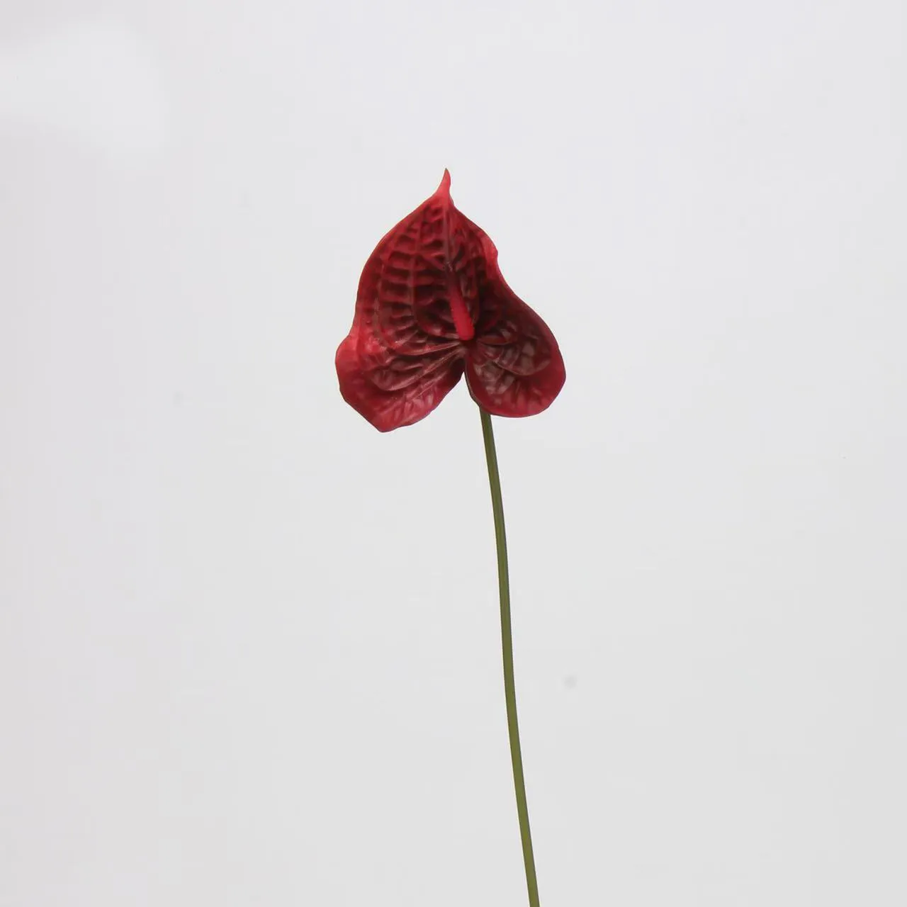 anthurium palm