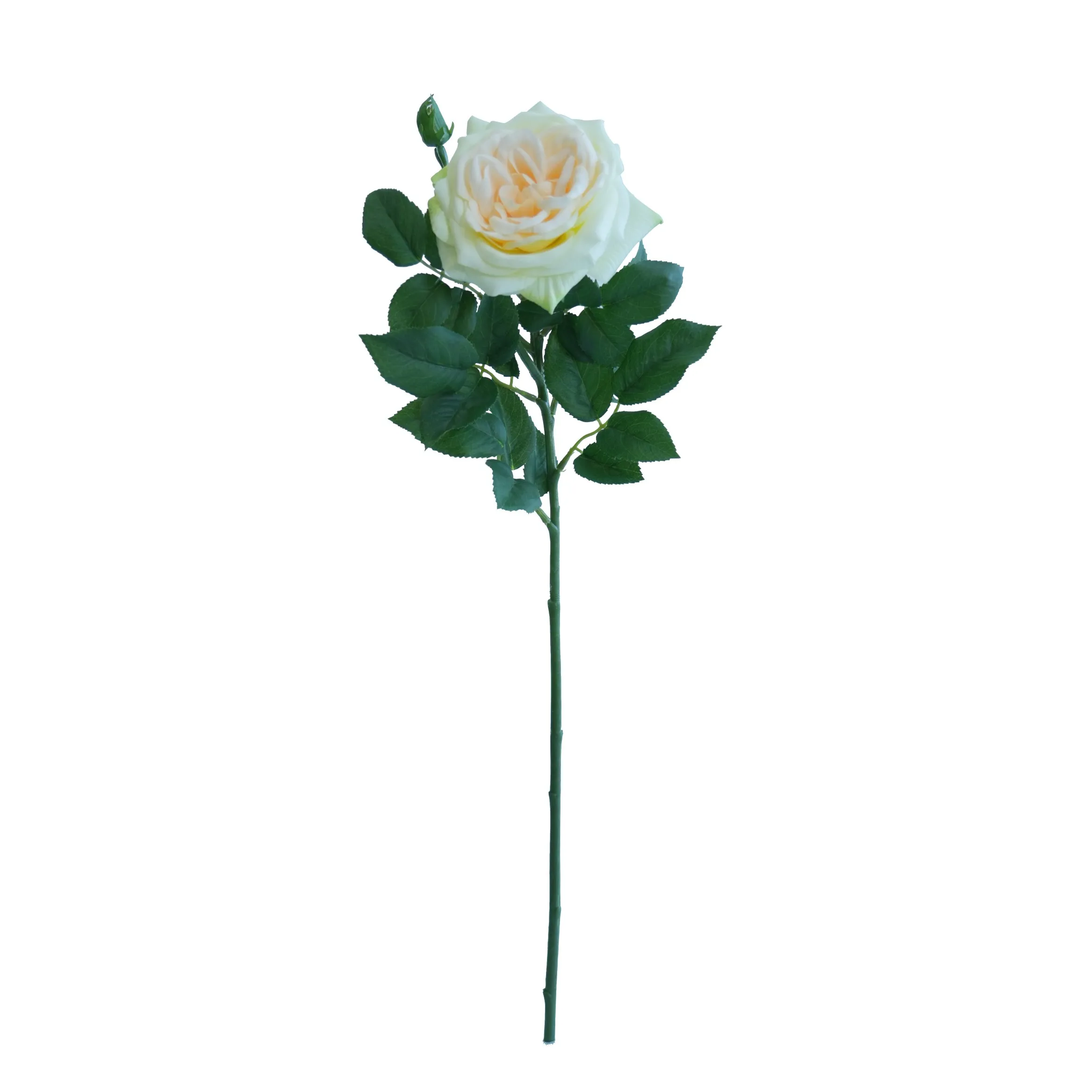 싱글 리치 로즈