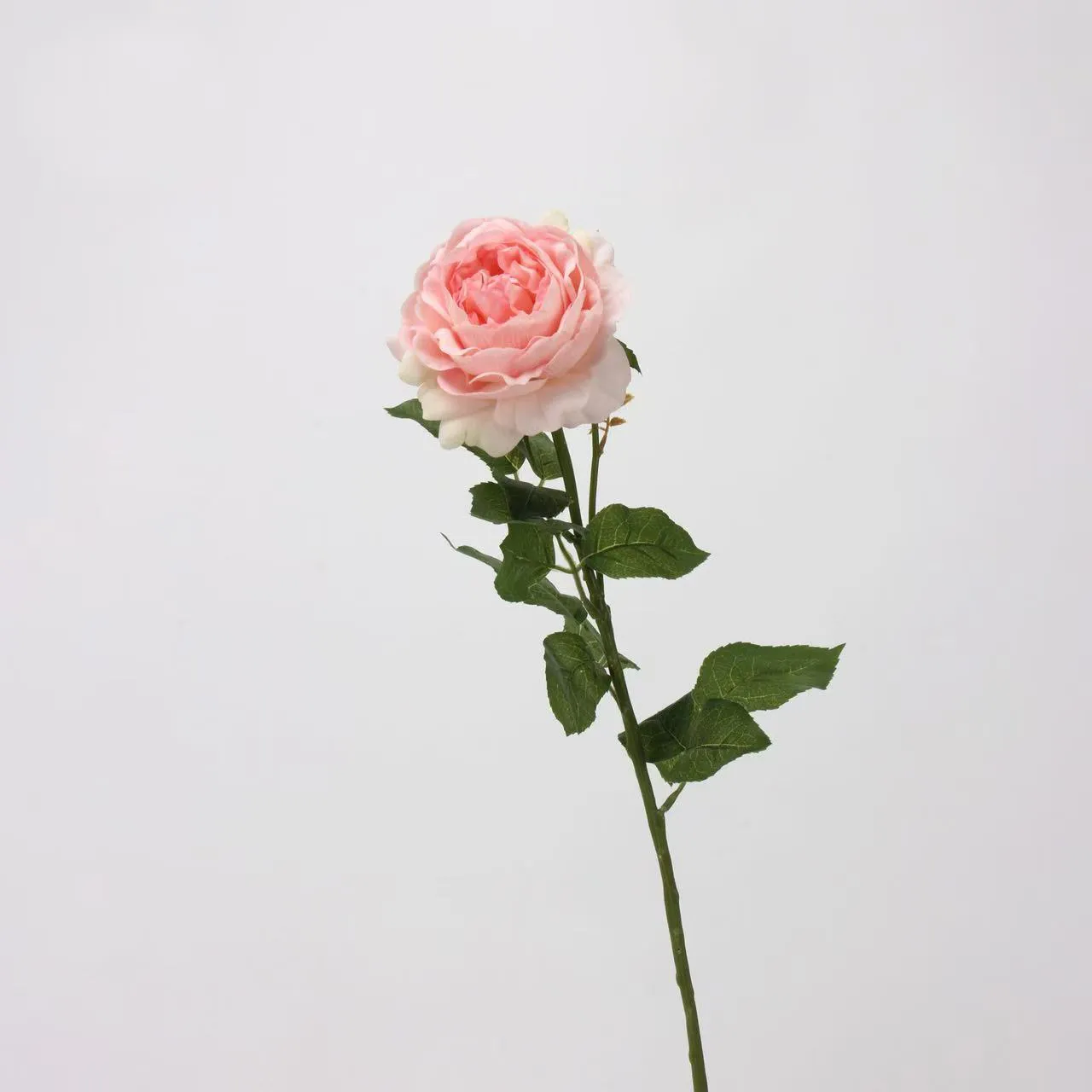 이슬 로스 로즈