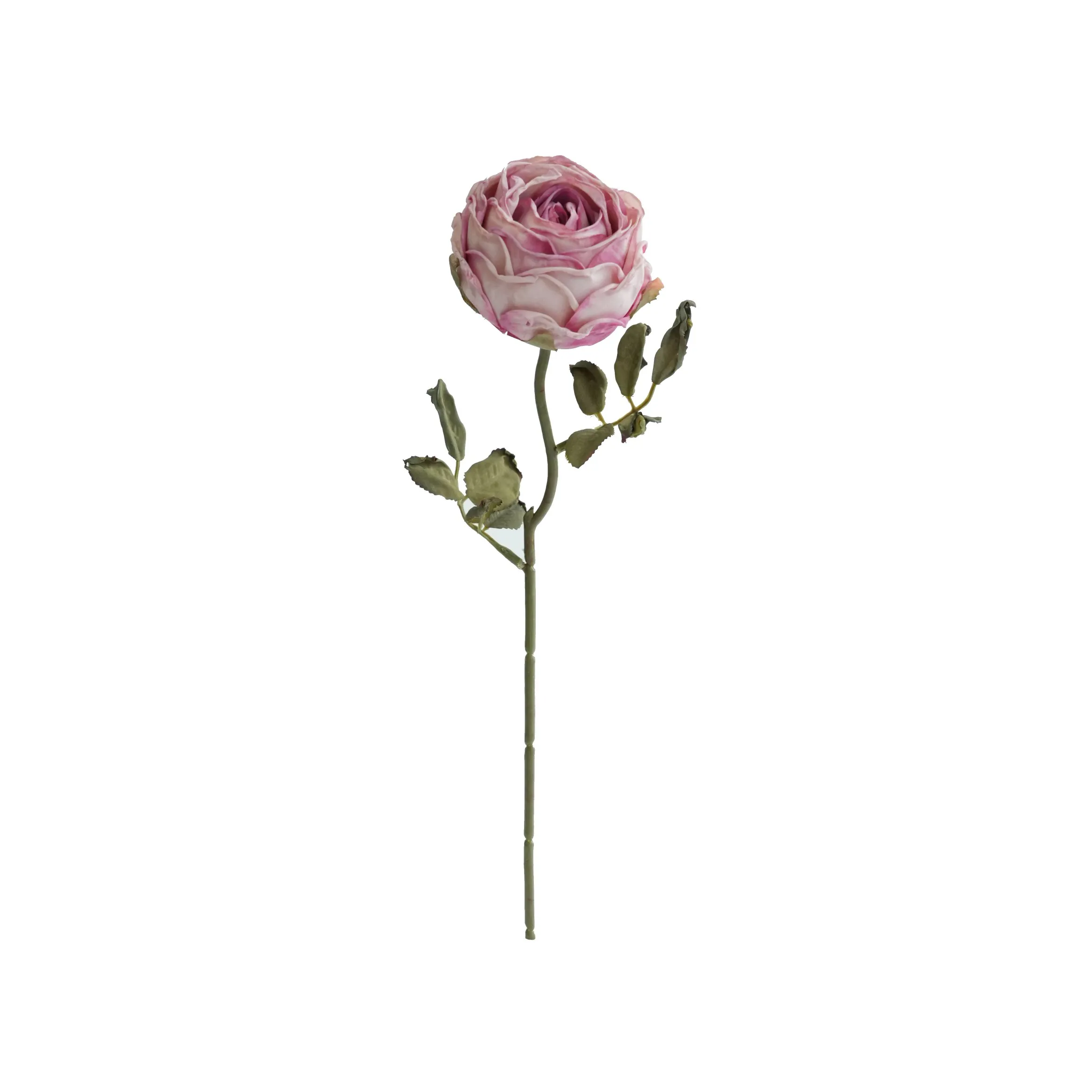 다진 둥근 장미