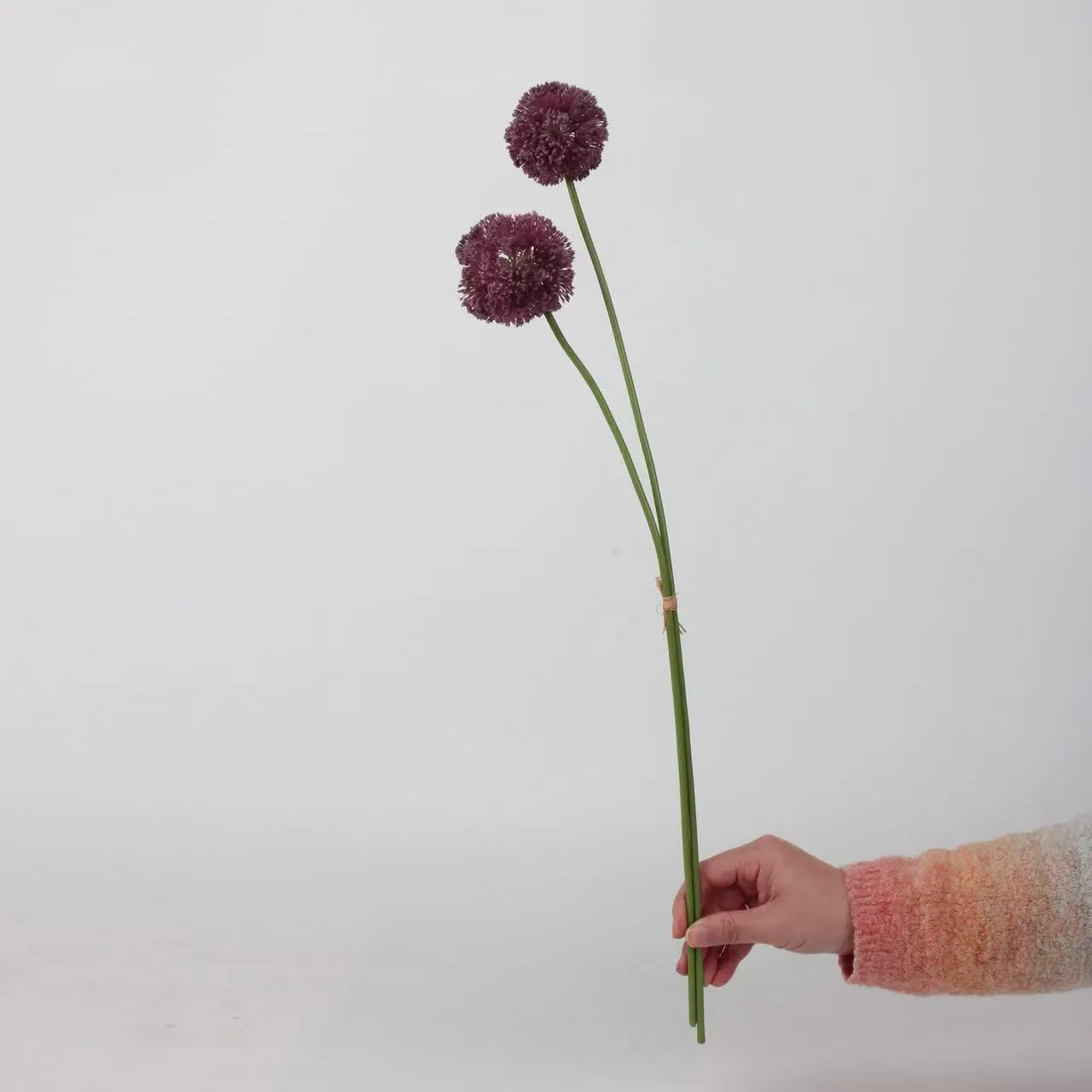 Allium giganteum