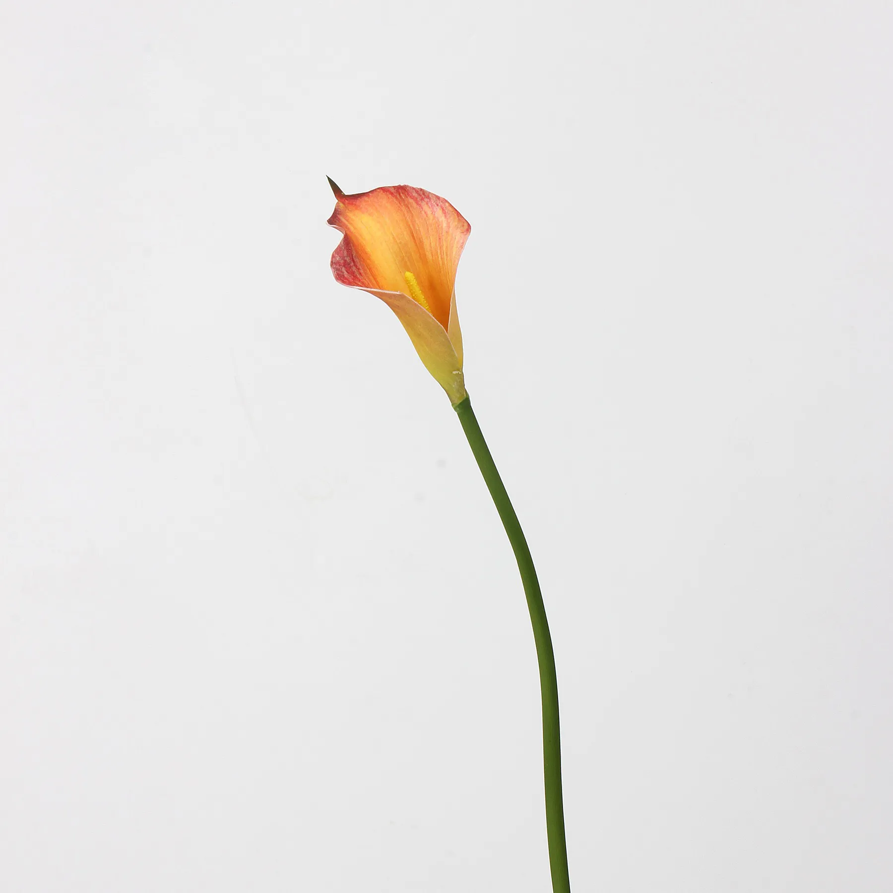 칼라 릴리