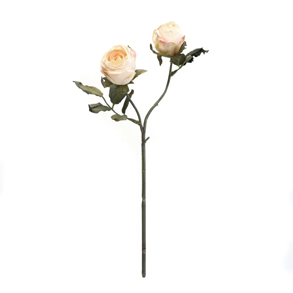 가을 2 금성의 머리