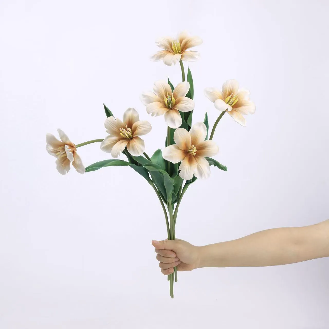 브라우니 튤립
