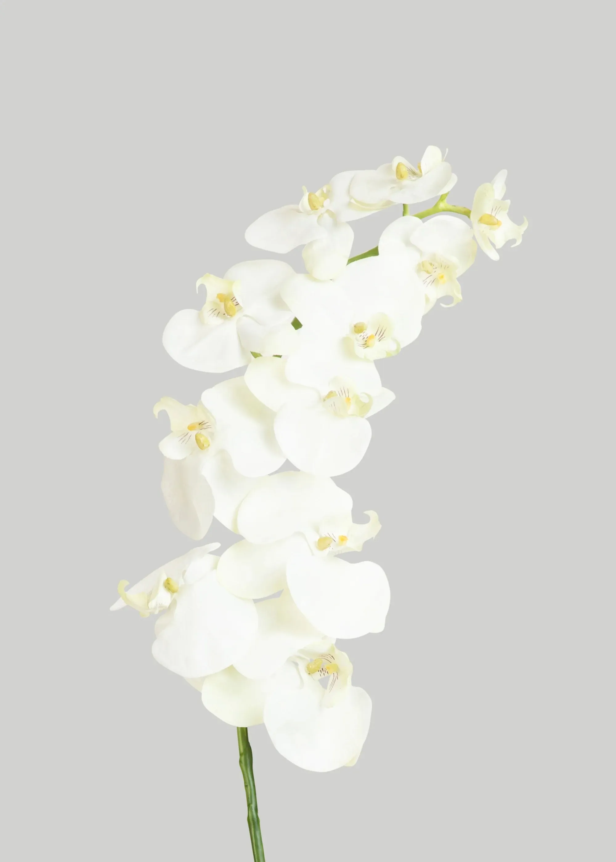 Phalaenopsis 난초