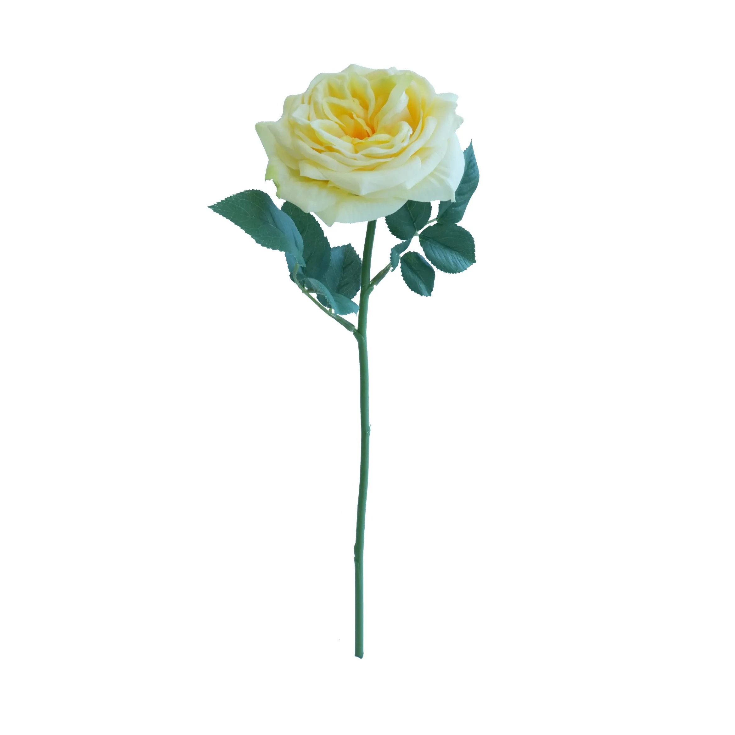 짧은 릴리 로즈