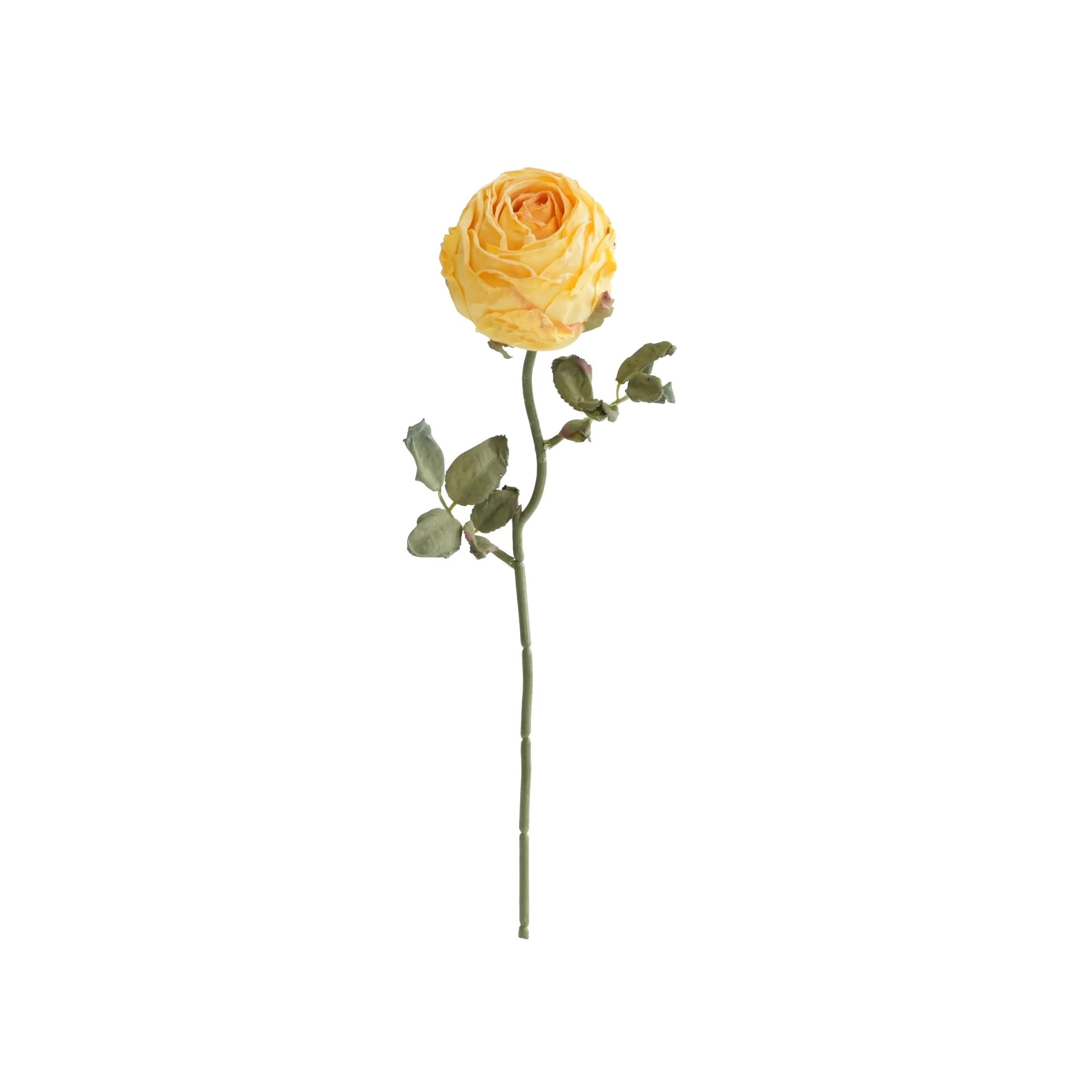 다진 둥근 장미