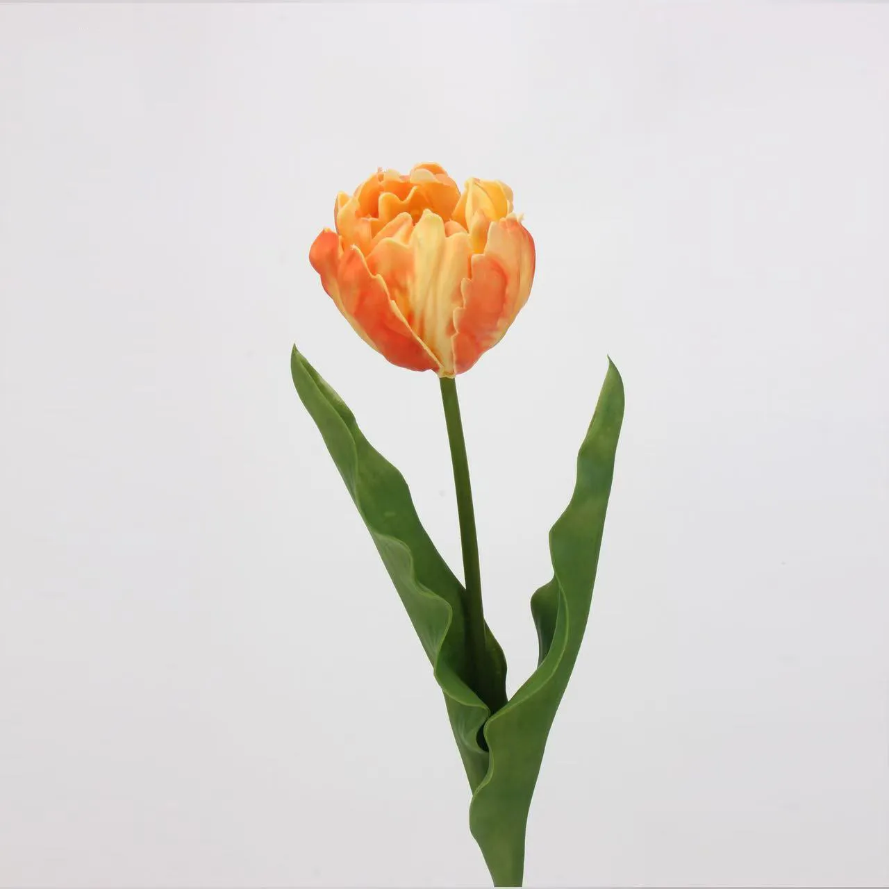 로코 코 튤립