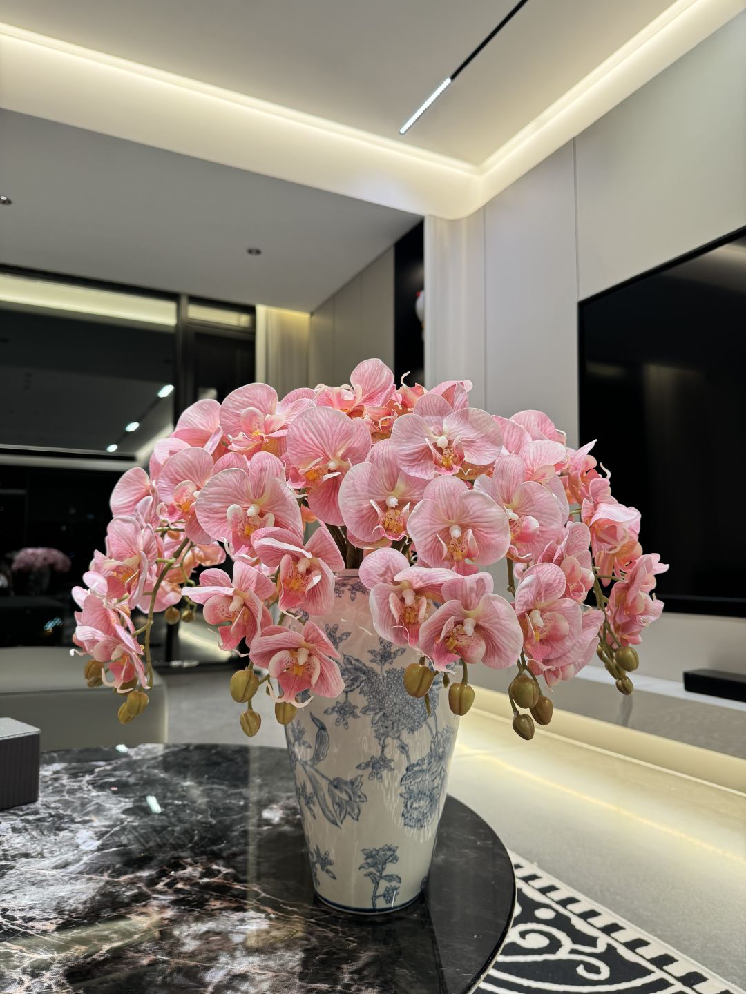 Phalaenopsis 난초