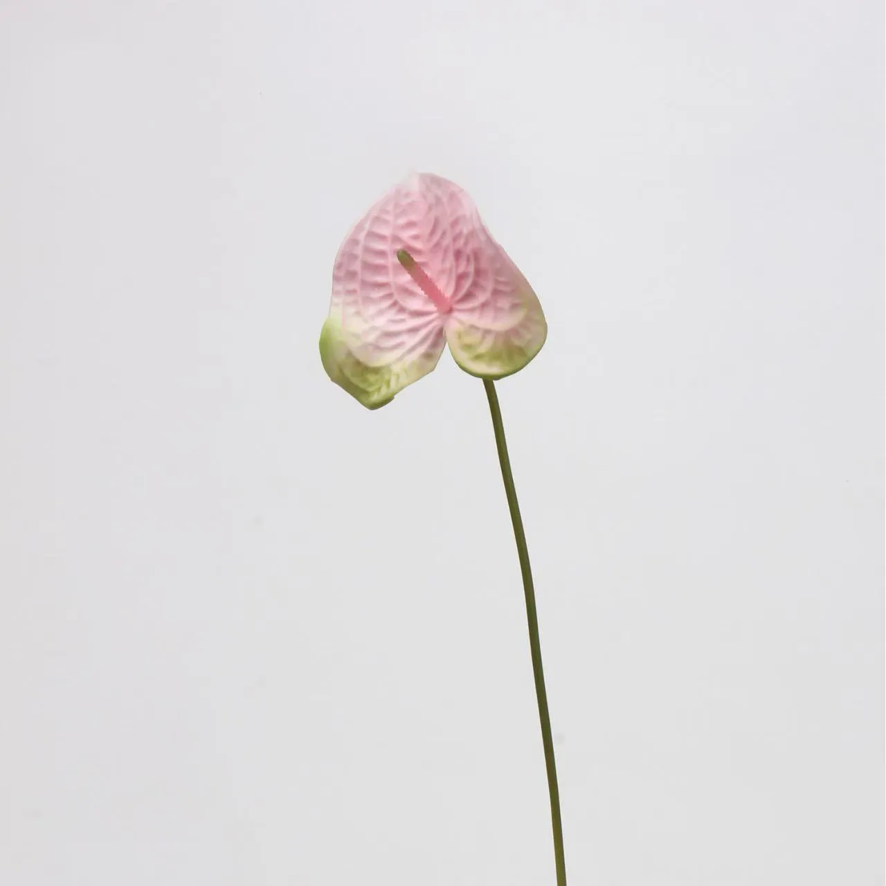 anthurium palm
