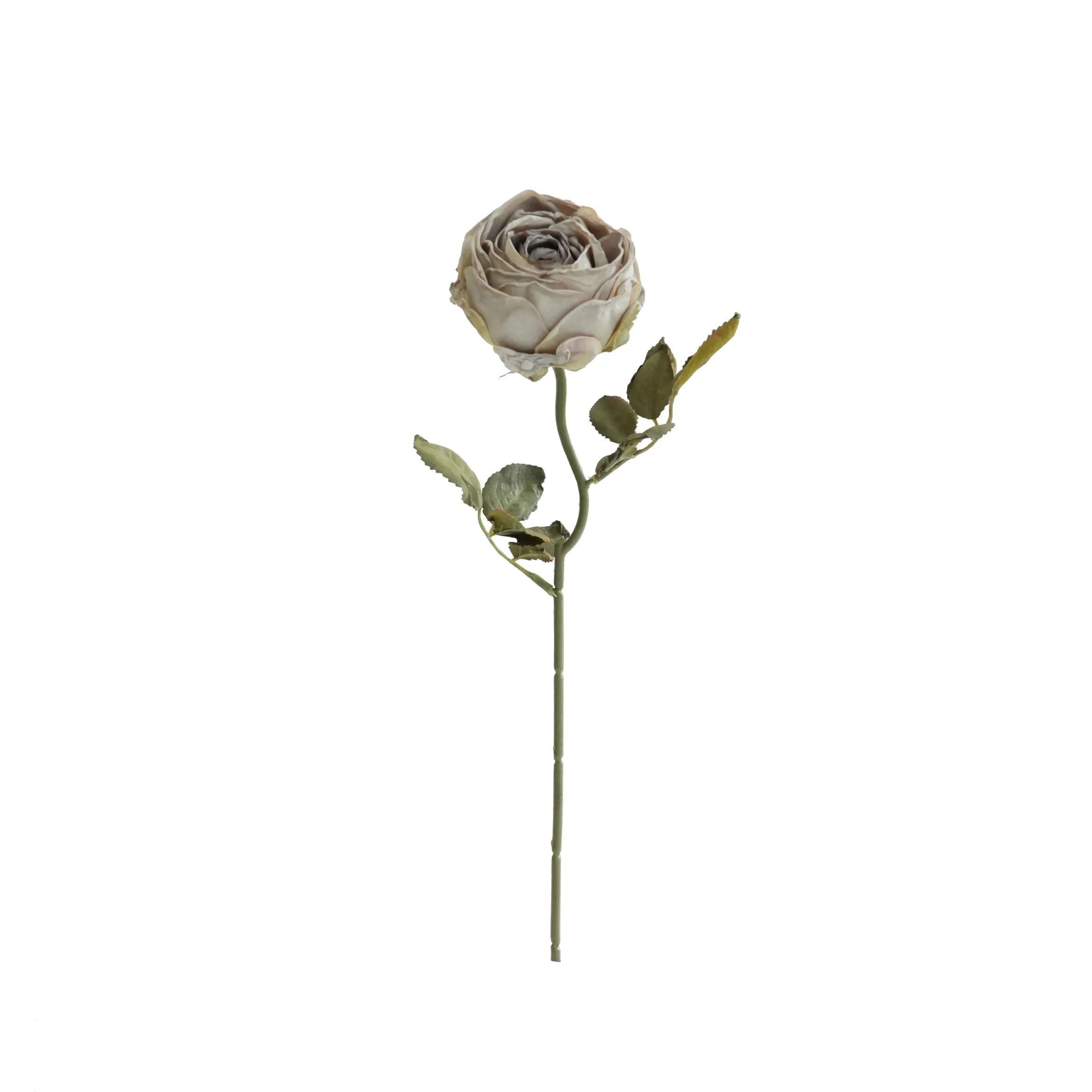 다진 둥근 장미
