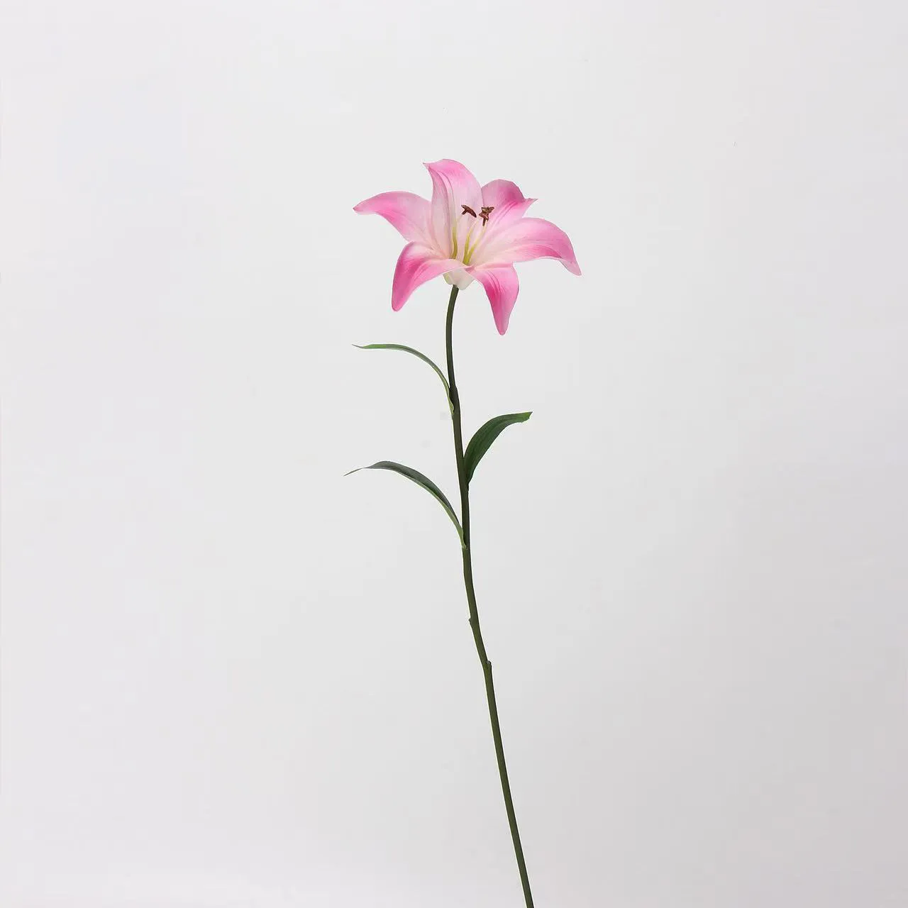 연인 릴리