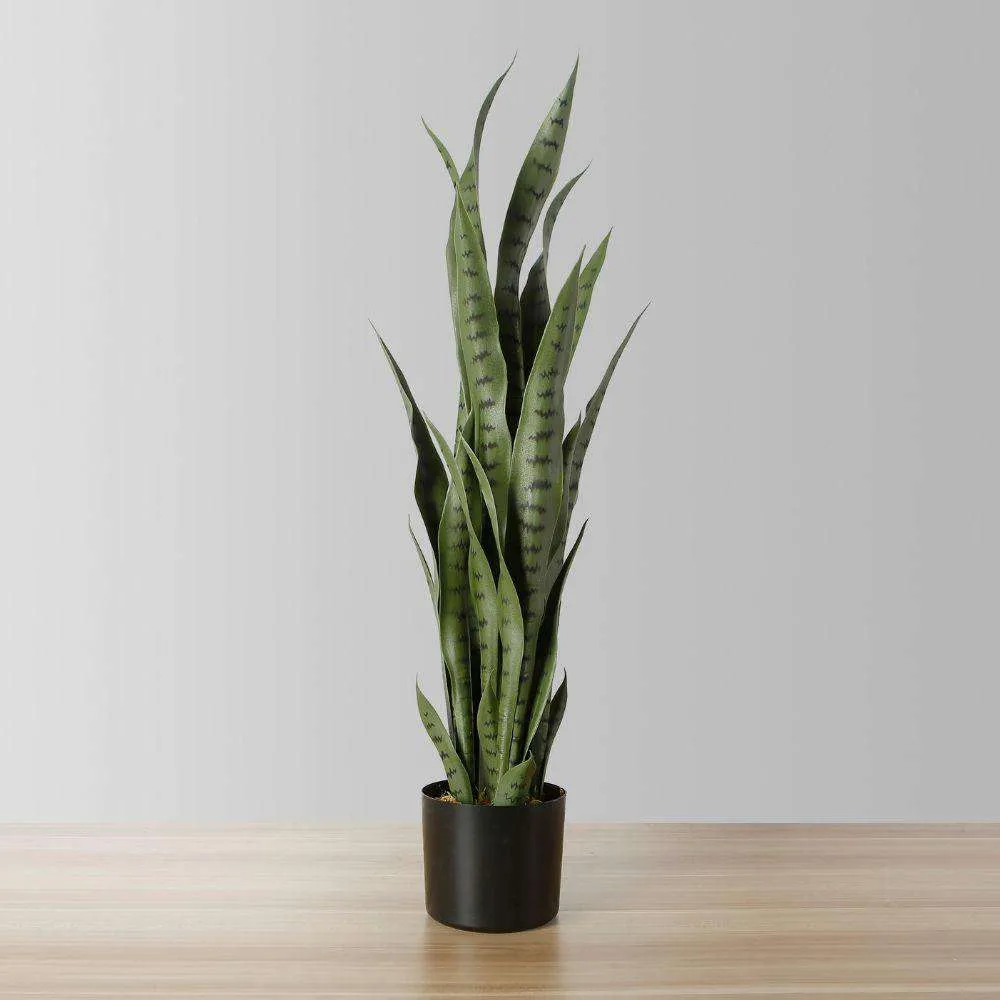 인공 뱀 Sansevieria 녹색 화분