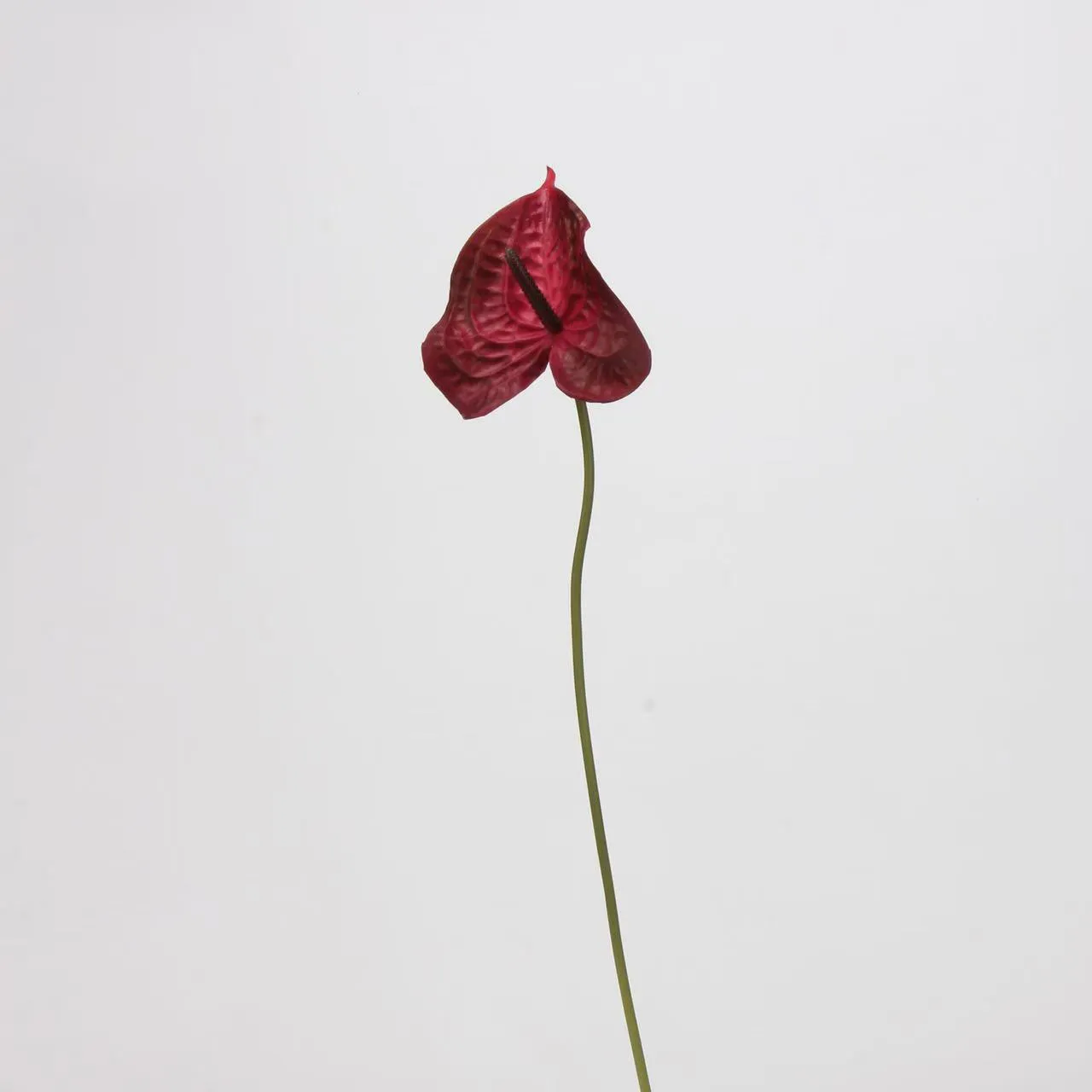 anthurium palm