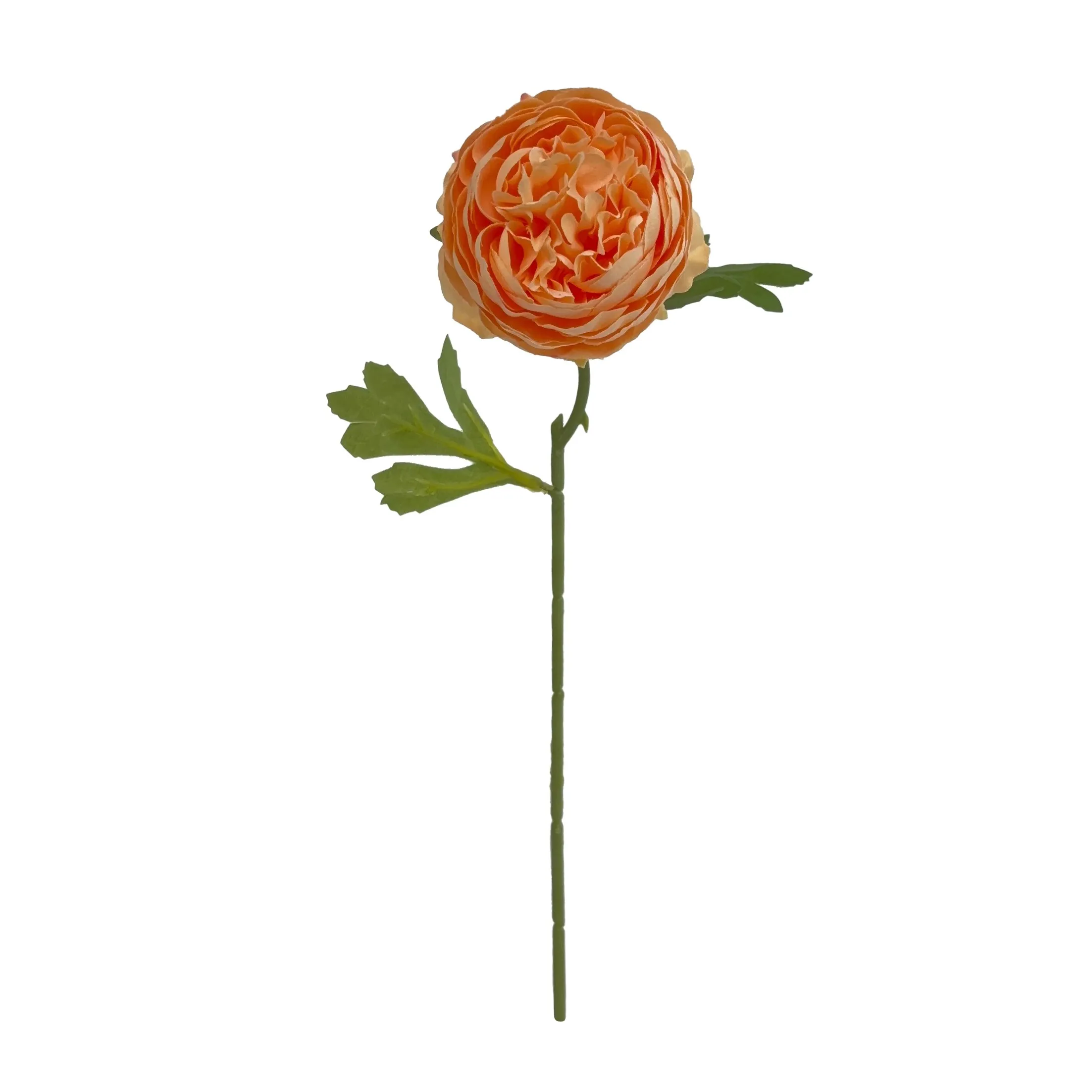모노 헤드 모란