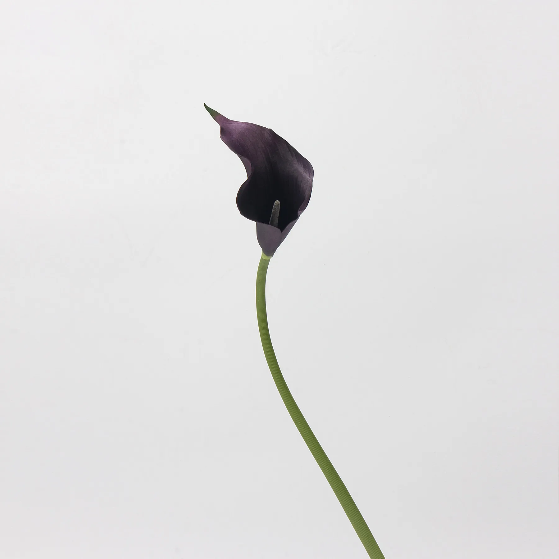 칼라 릴리