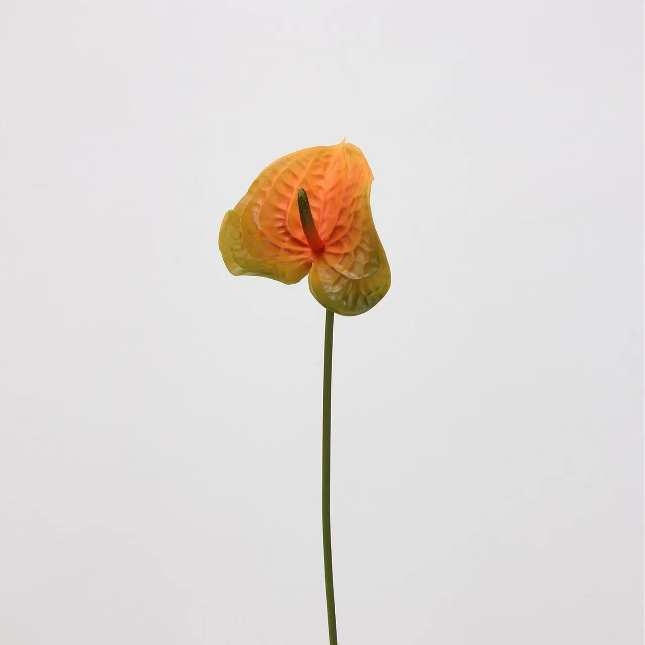 anthurium palm