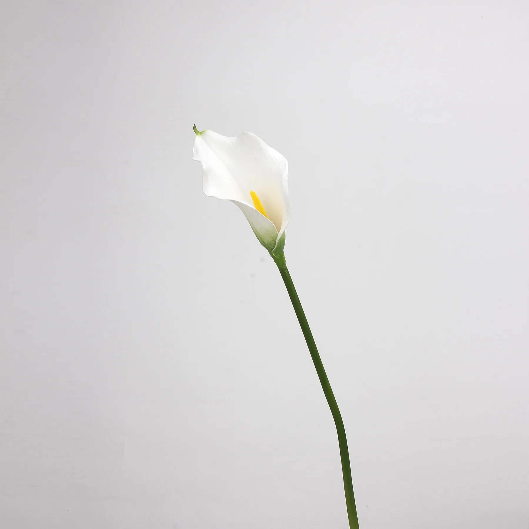 칼라 릴리