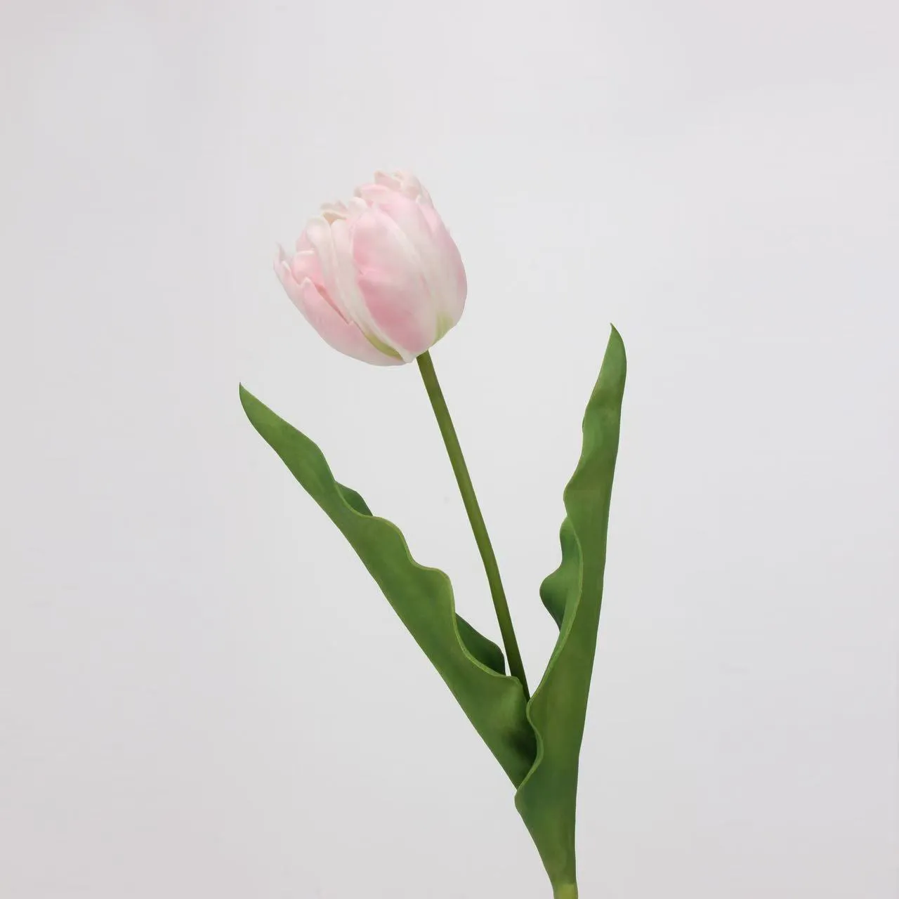 로코 코 튤립