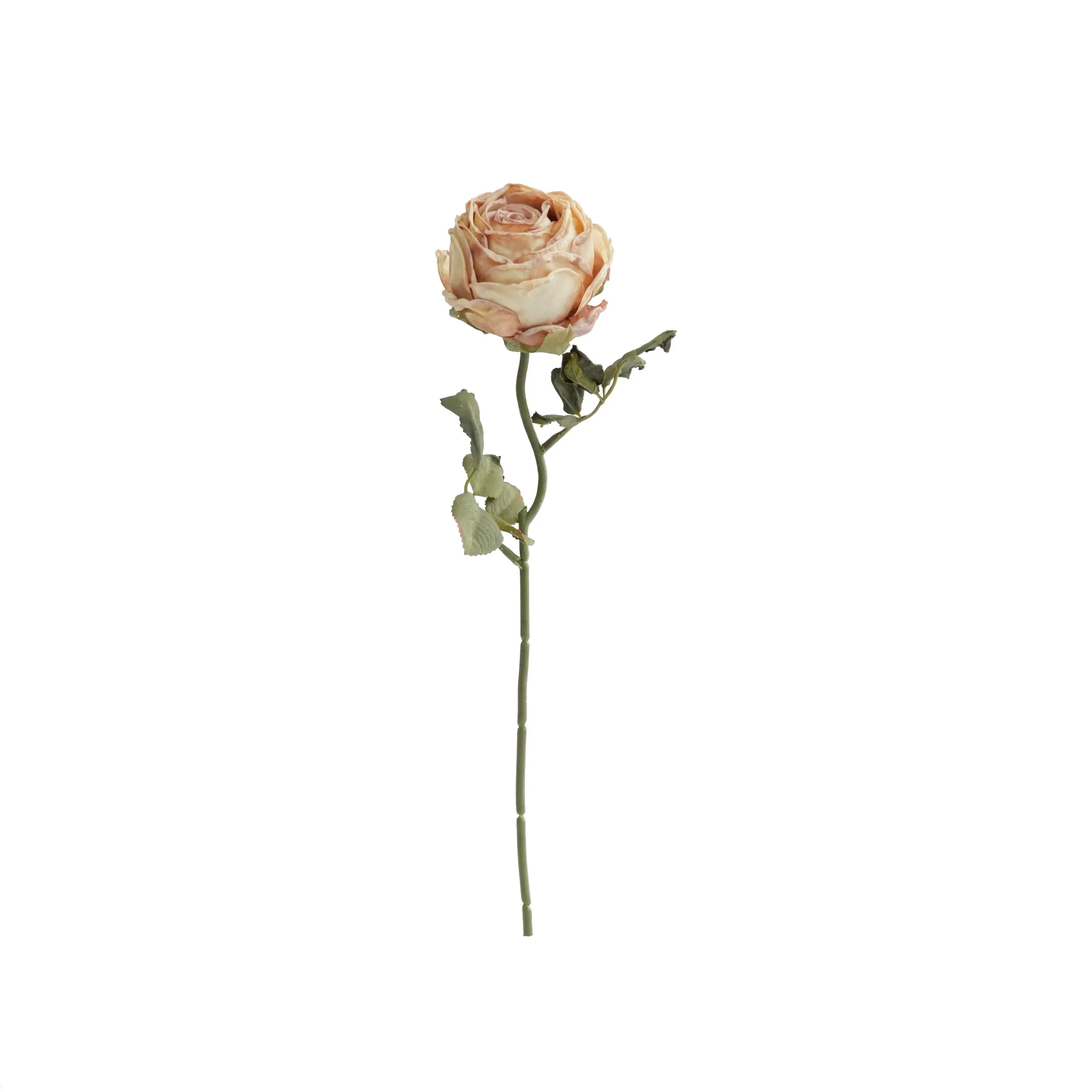 다진 둥근 장미
