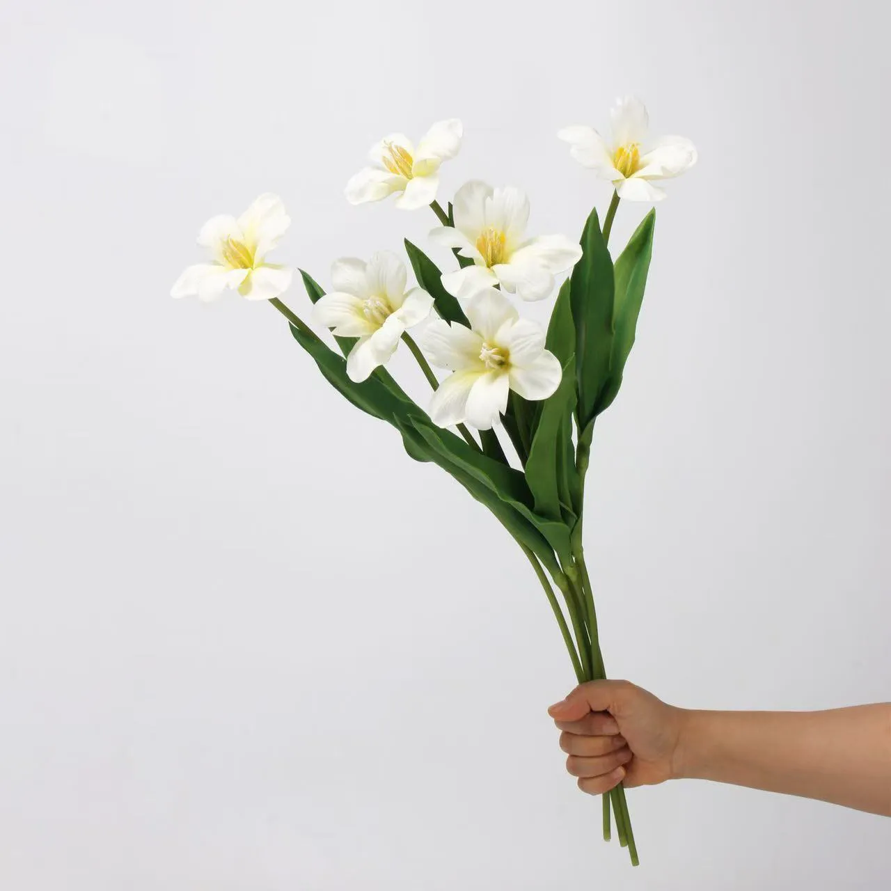 브라우니 튤립