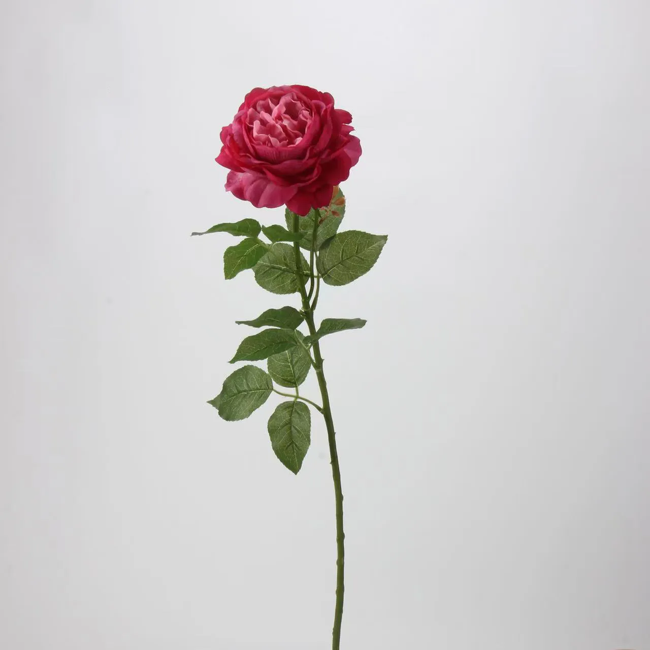 이슬 로스 로즈