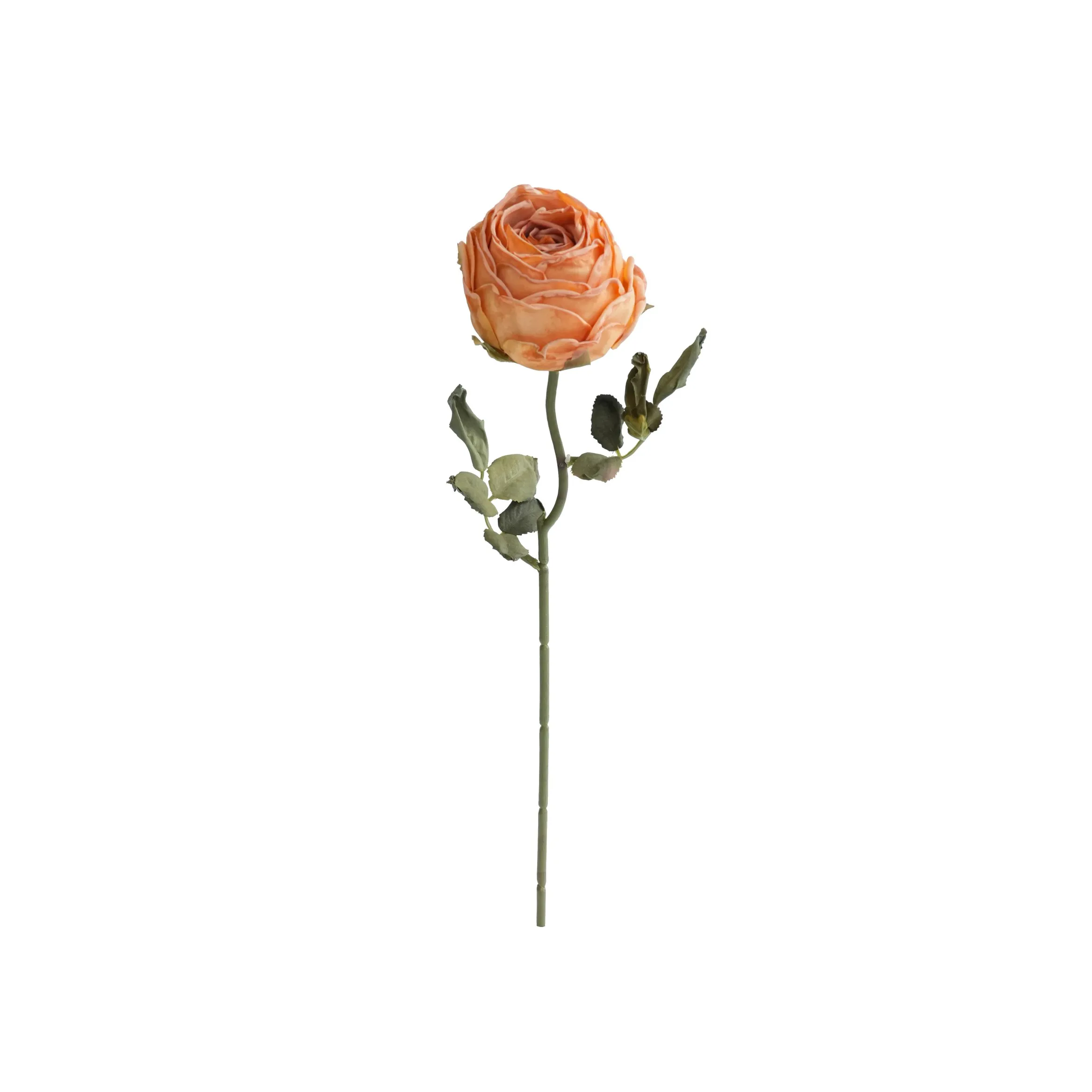 다진 둥근 장미