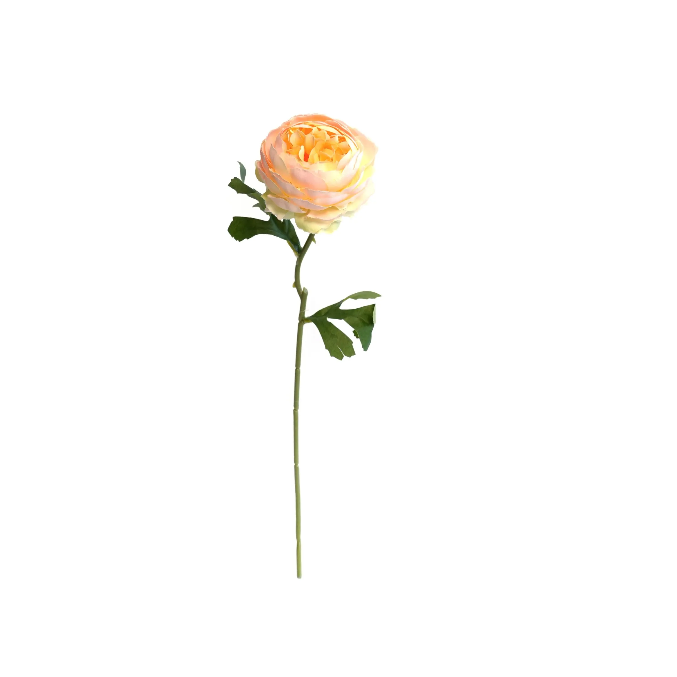 모노 헤드 모란
