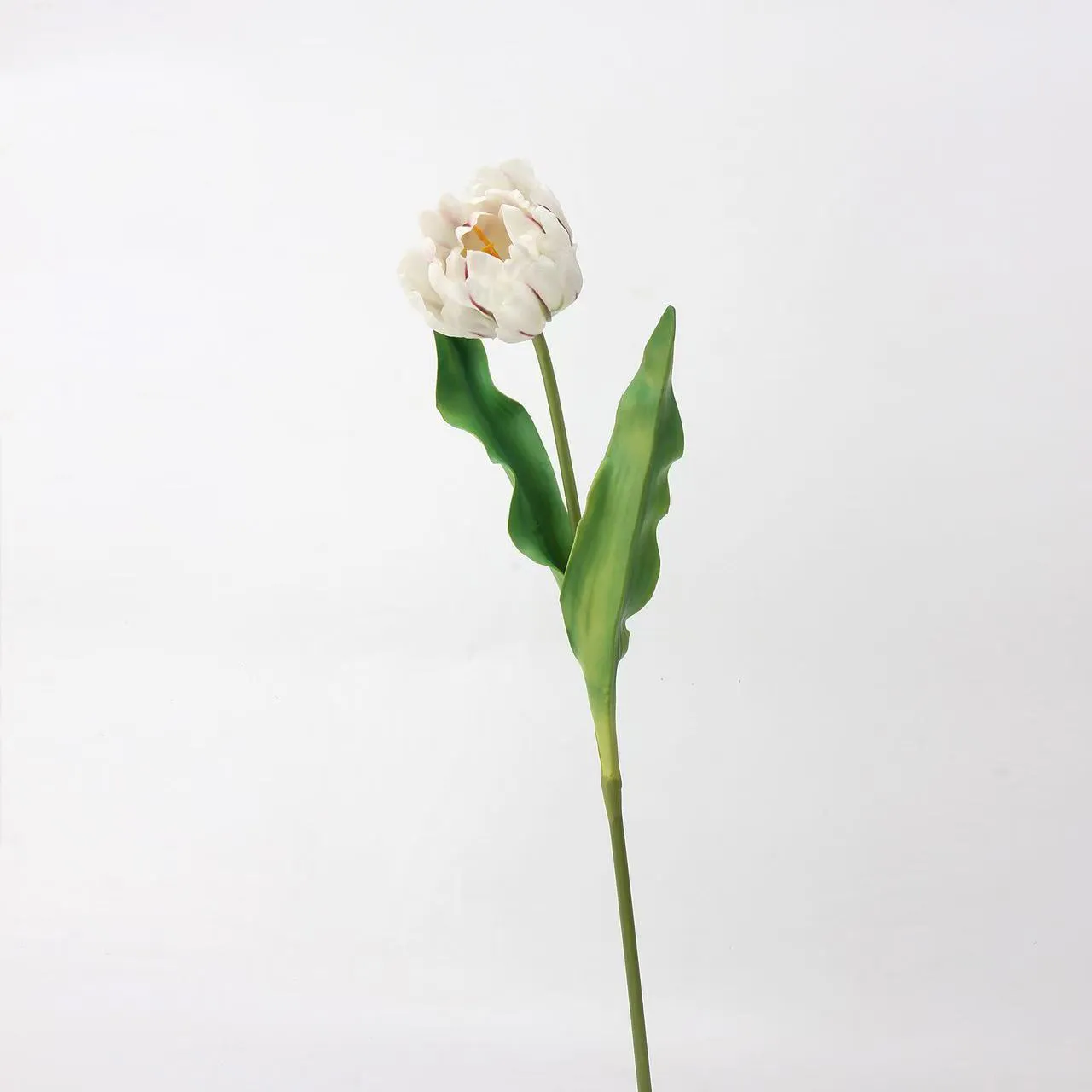 로코 코 튤립
