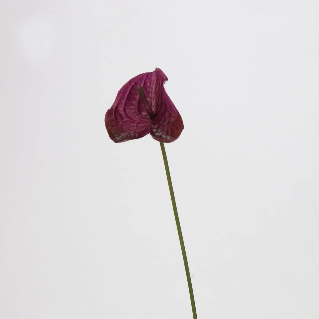 anthurium palm