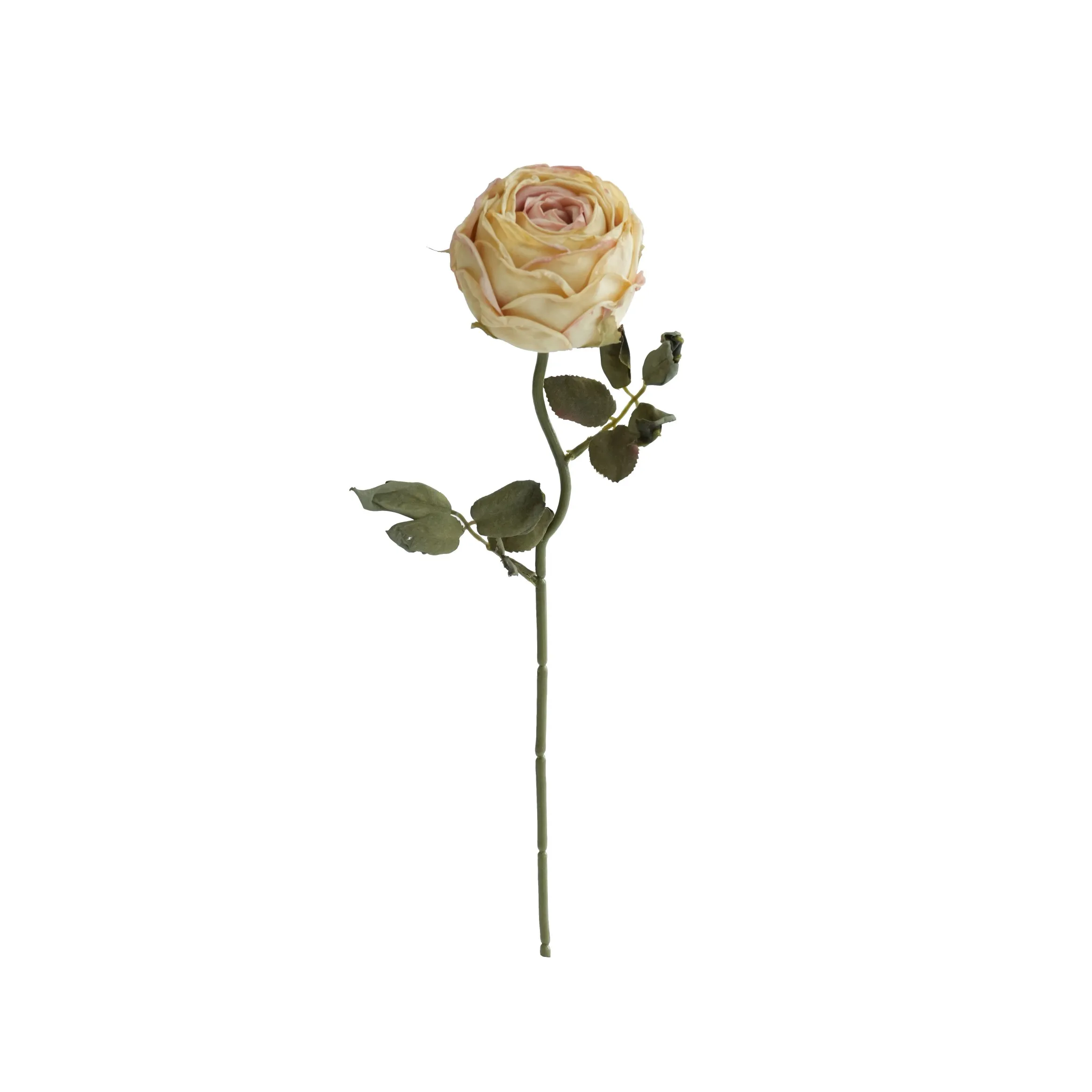 다진 둥근 장미