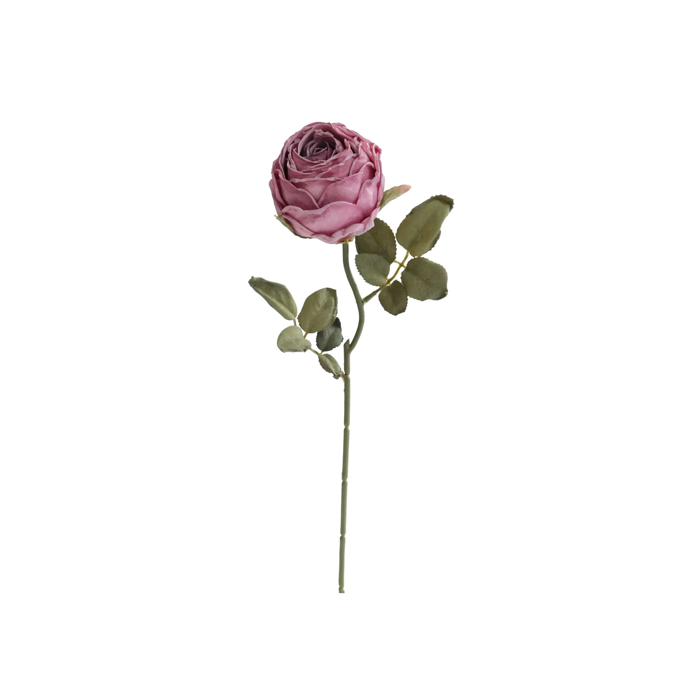 다진 둥근 장미
