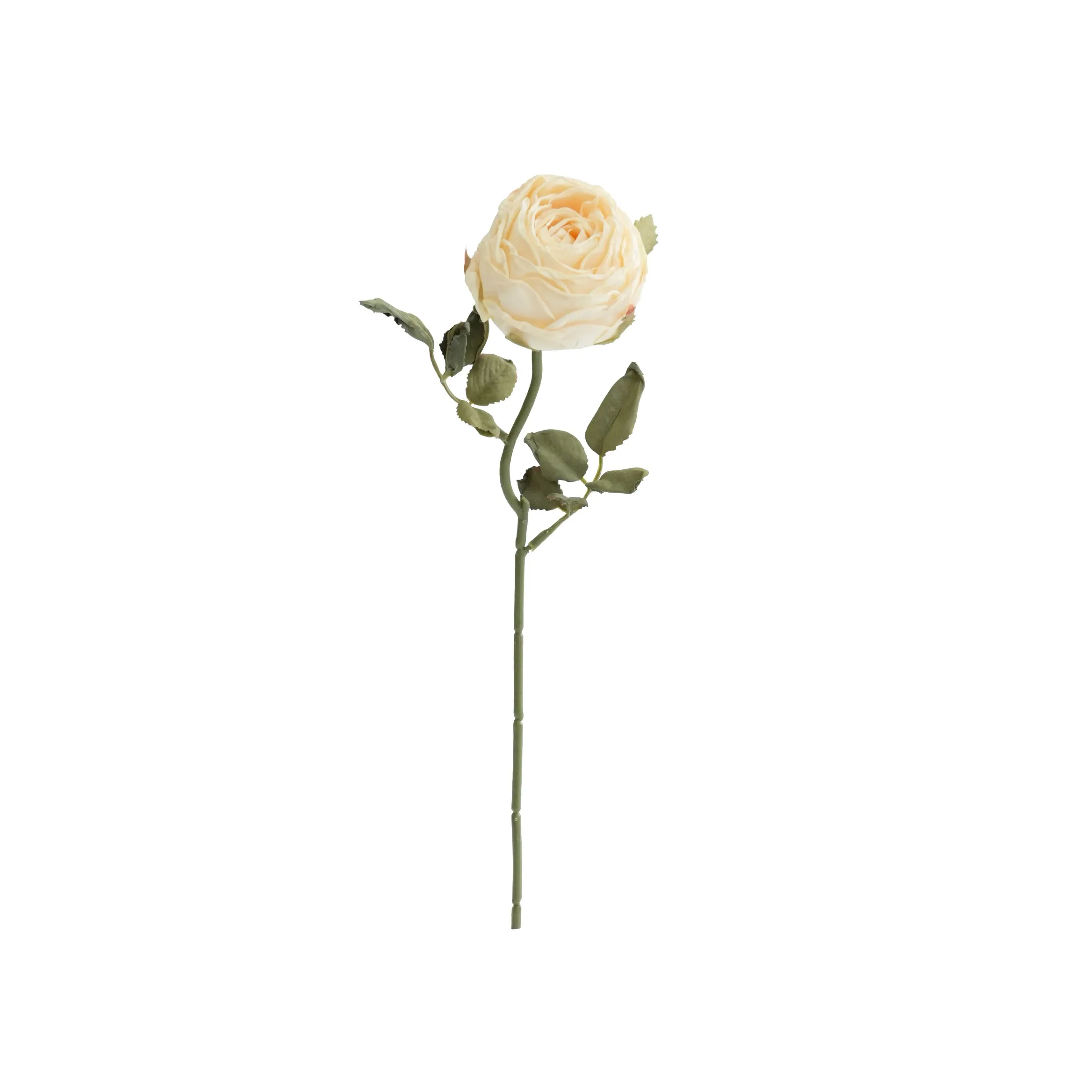 다진 둥근 장미