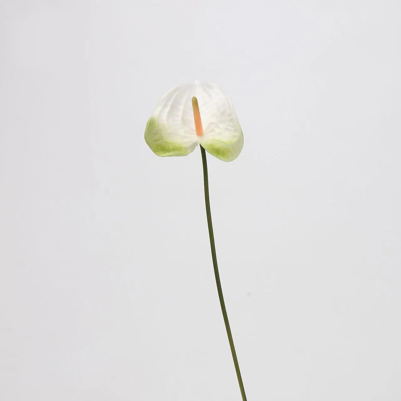 anthurium palm