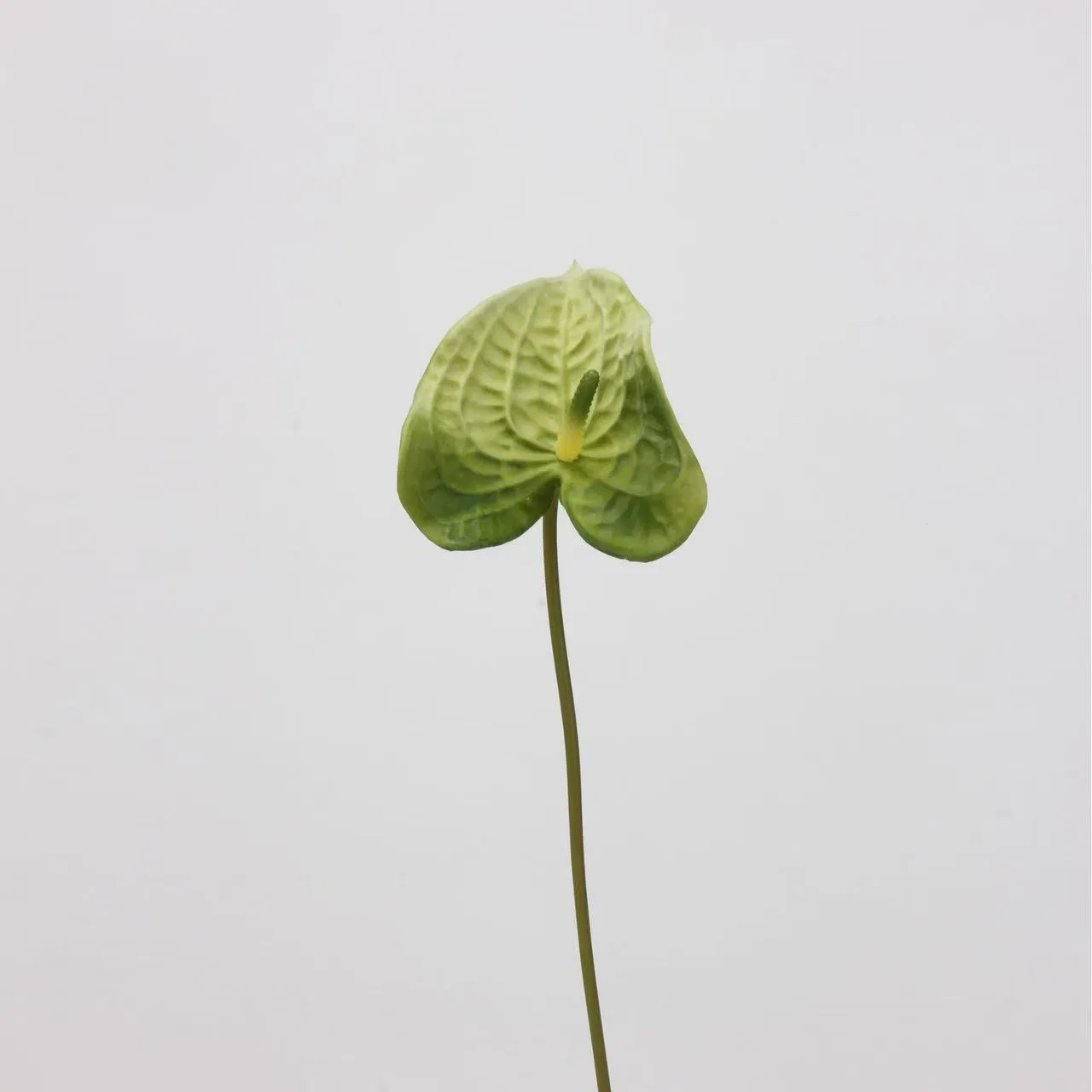 anthurium palm